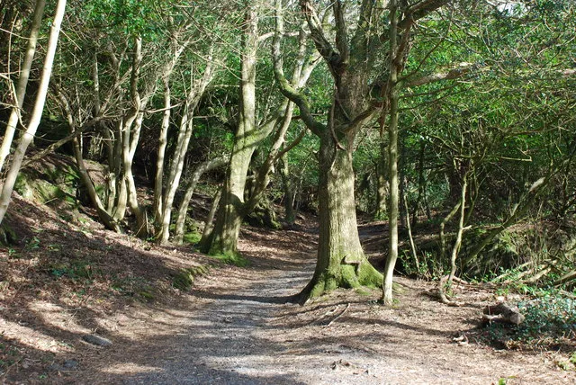Gwyllt Woods