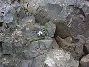 Húsafell Forest
