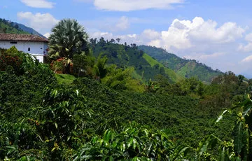 Hacienda Venecia Coffee Farm