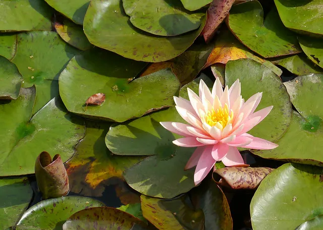Hahn Horticulture Garden