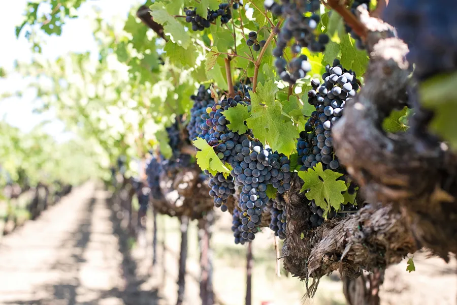 Haight-Brown Vineyard