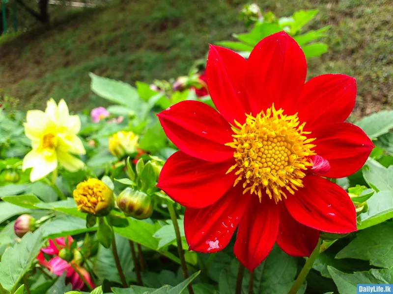 Hakgala Botanical Garden