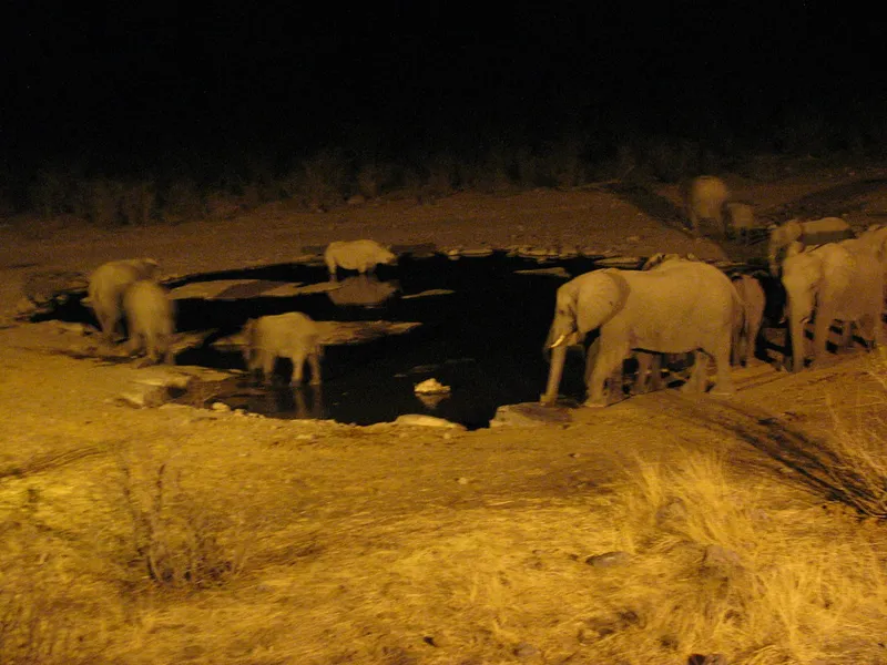 Halali Waterhole