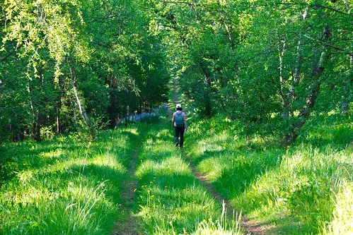 Hallormsstadur Forest