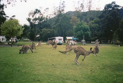 Halls Gap Zoo