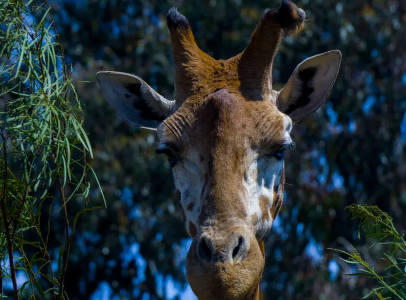 Halls Gap Zoo