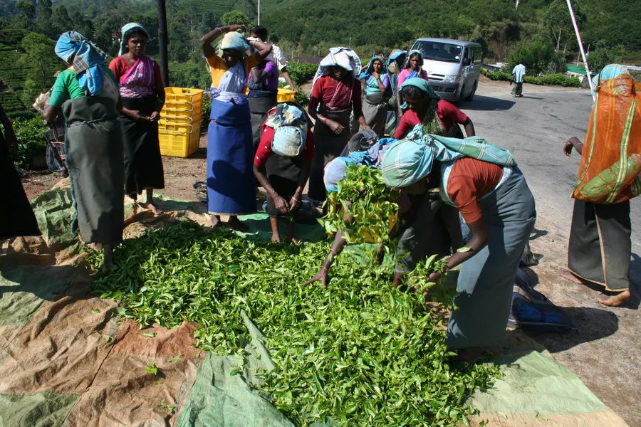 Handunugoda Tea Estate