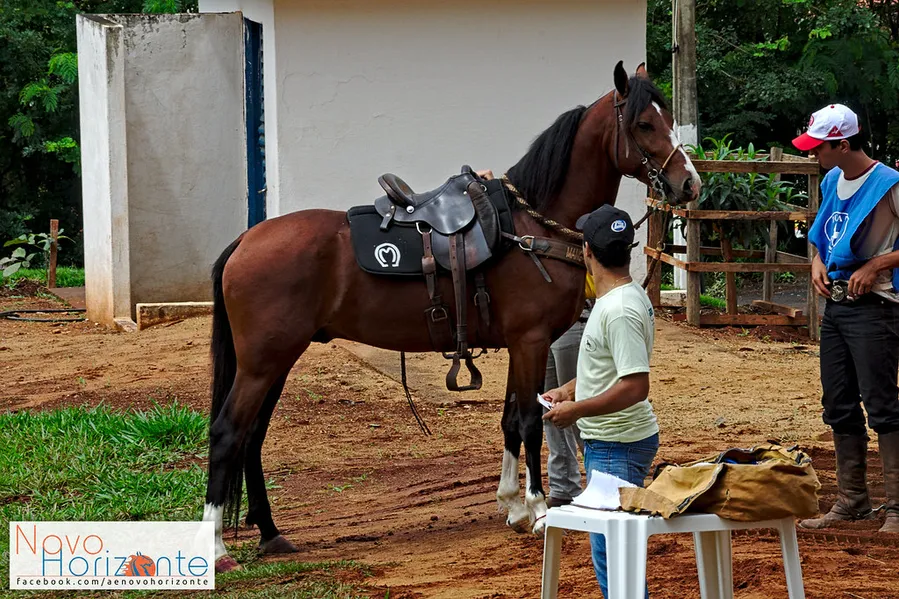 Haras Godiva
