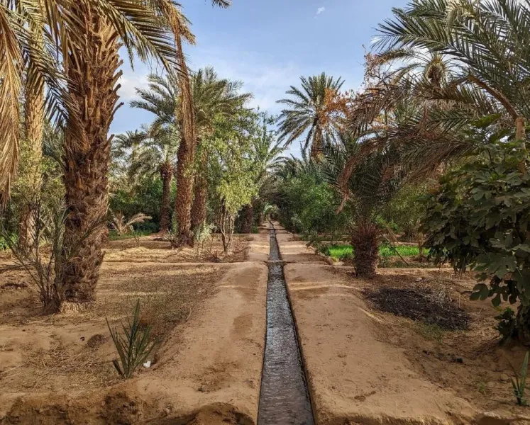 Hassi Labied Oasis