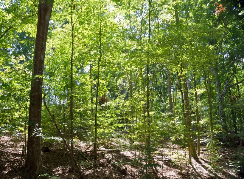 Hatcher Garden and Woodland Preserve
