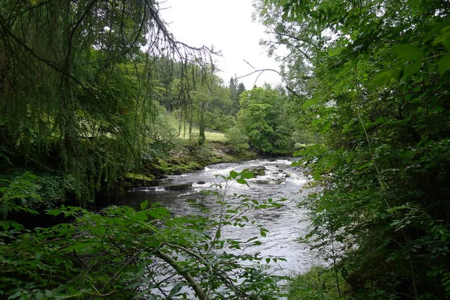 Haugh Woods