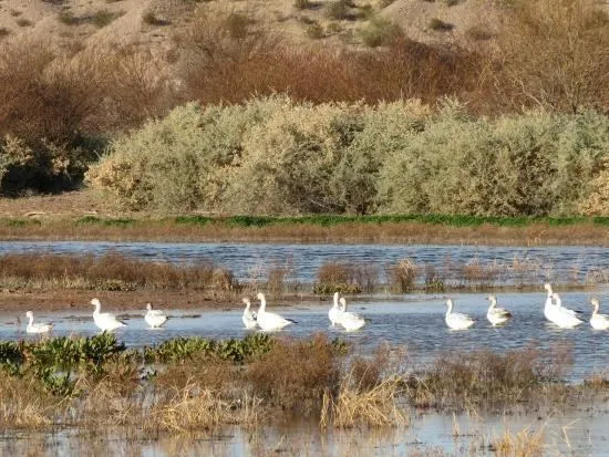 Havasu National Wildlife Refuge