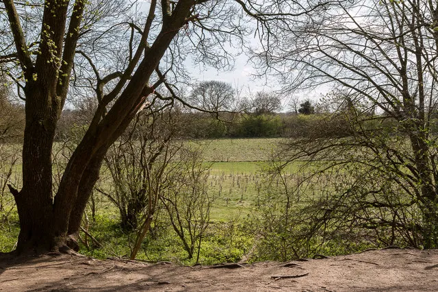 Heartwood Forest