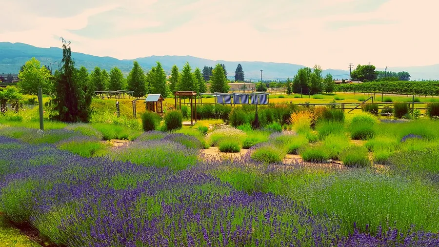 Heathcote Lavender Farm