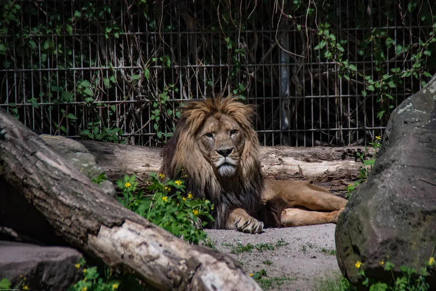 Heidelberg Zoo