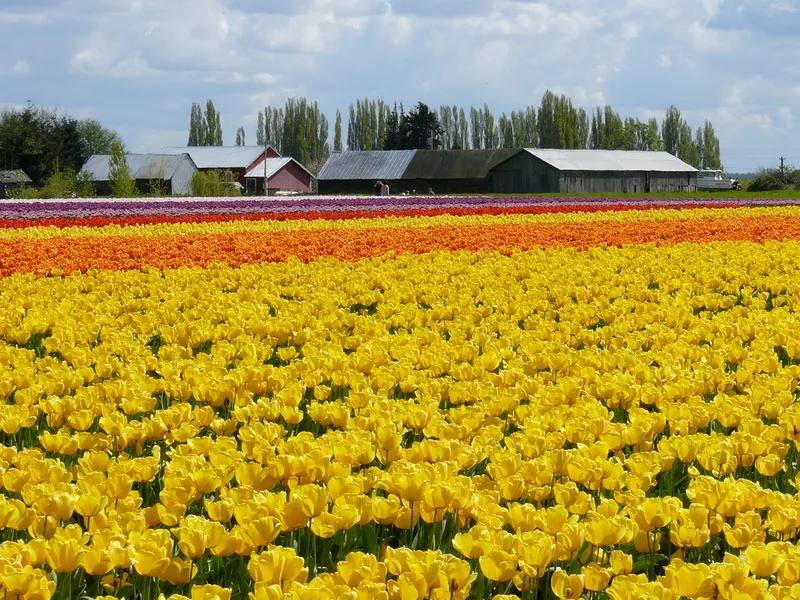 Hellam's Vineyard