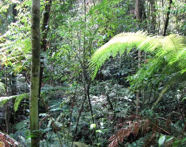 Hemmant Trail