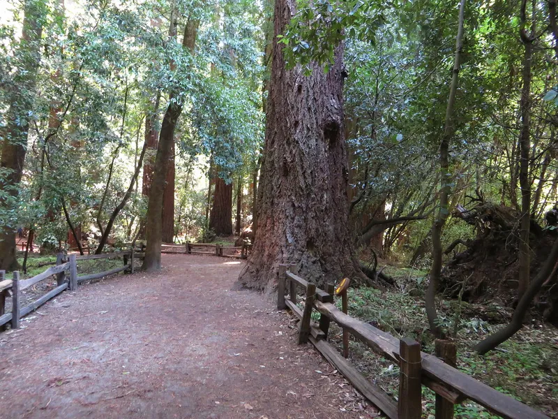 Henry Cowell Redwoods State Park