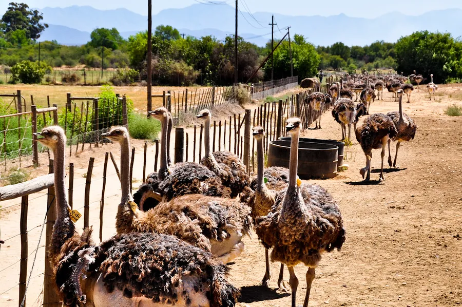Highgate Ostrich Show Farm