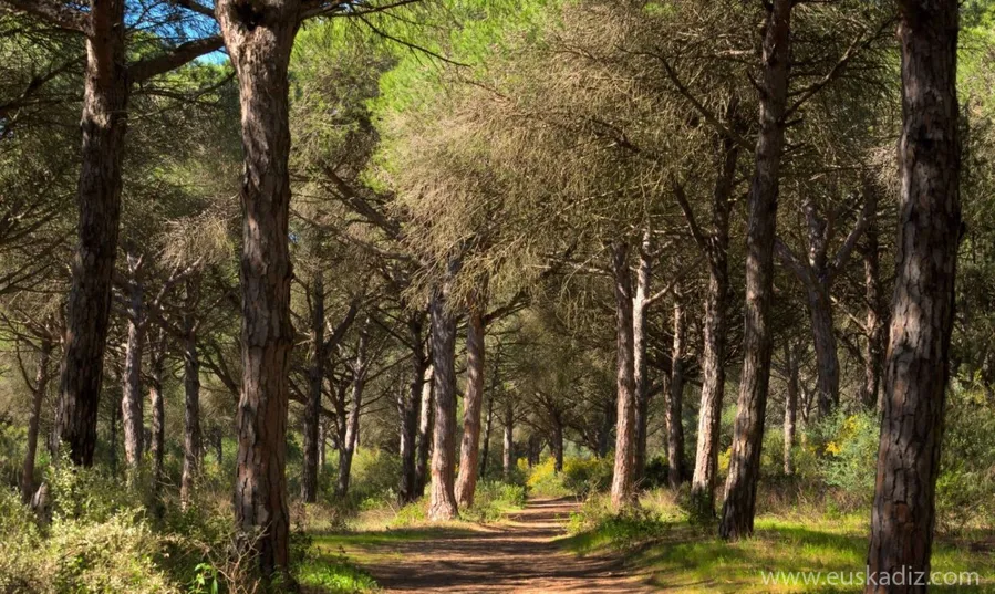 Hiking in La Breña y Marismas del Barbate Natural Park