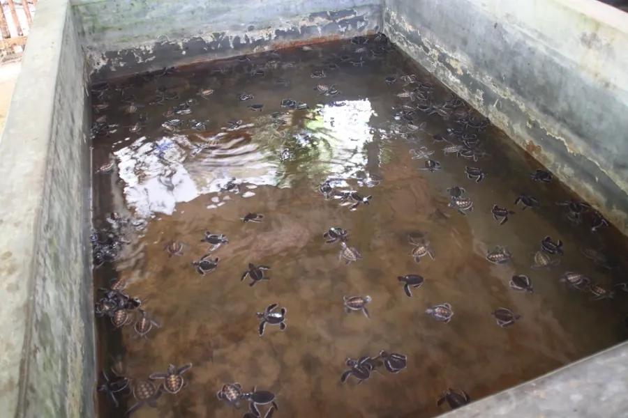 Hikkaduwa Turtle Hatchery