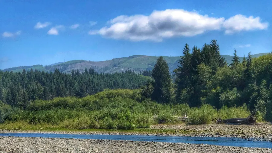 Hoh Rainforest