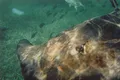 Hol Chan Marine Reserve