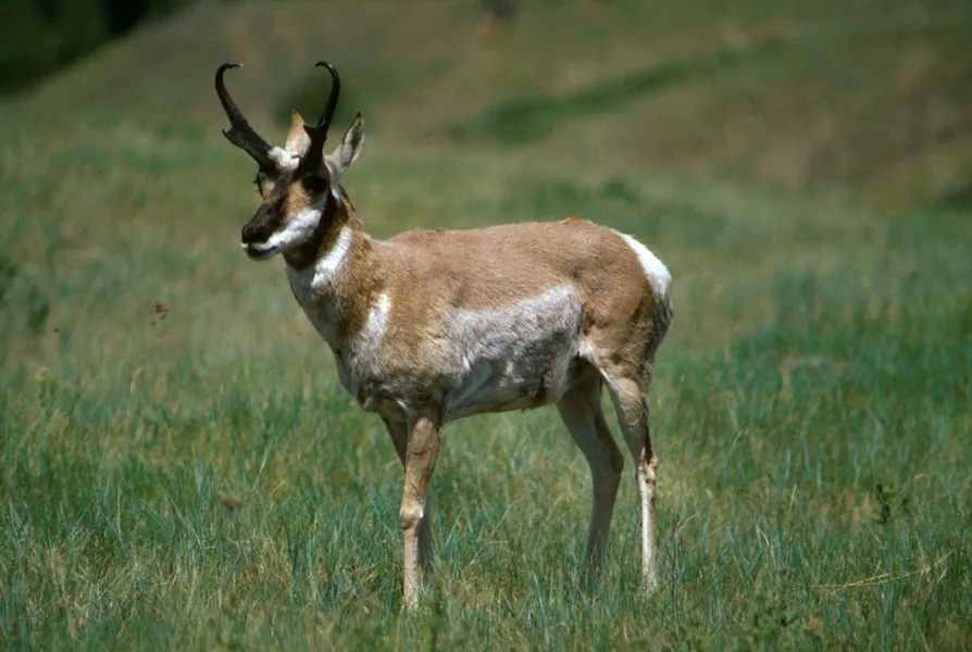 Horn in the West