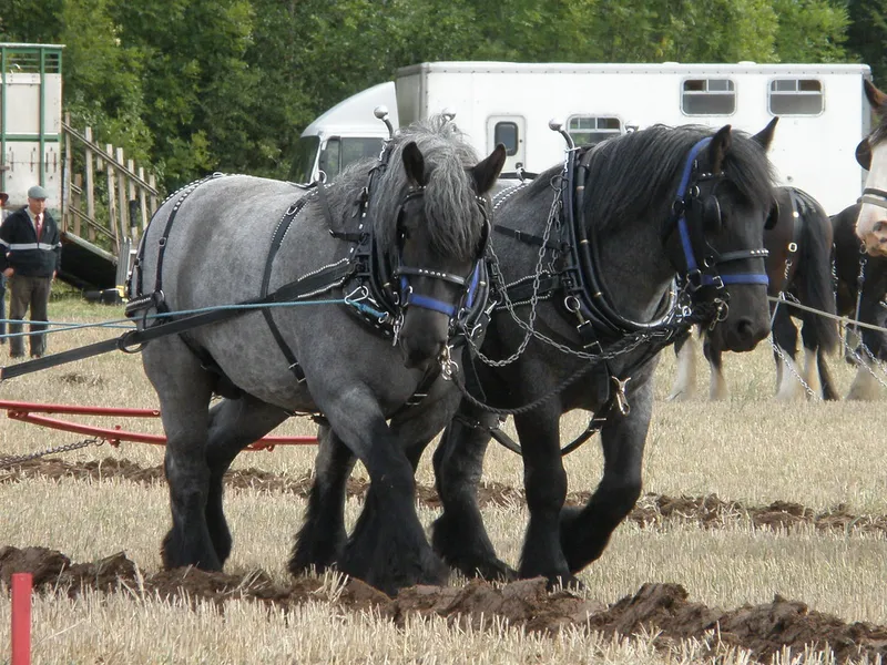 Horse of Marken