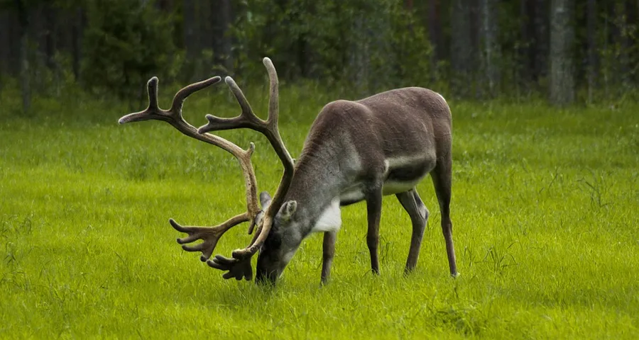 Hossan Huilimaa Reindeer Farm