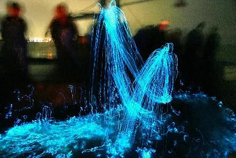 Hotaruika Museum (Firefly Squid Museum)