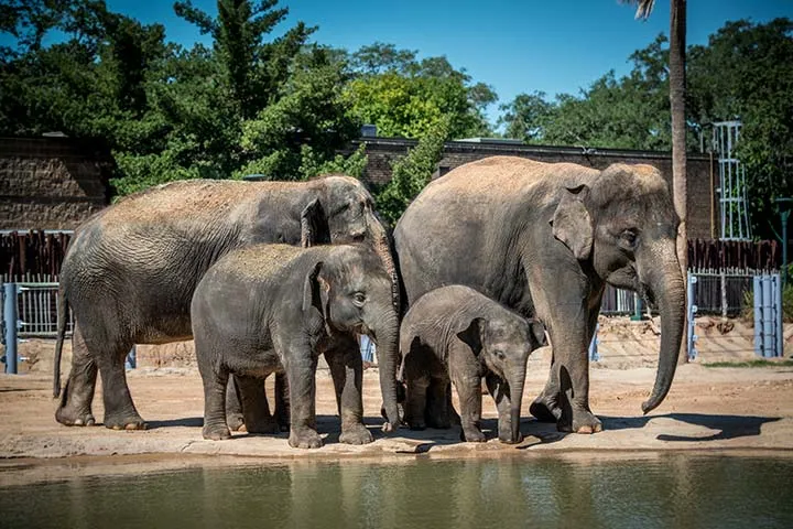 Houston Zoo