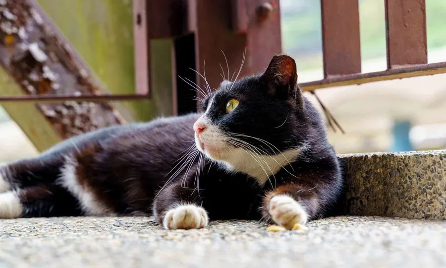 Houtong Cat Village