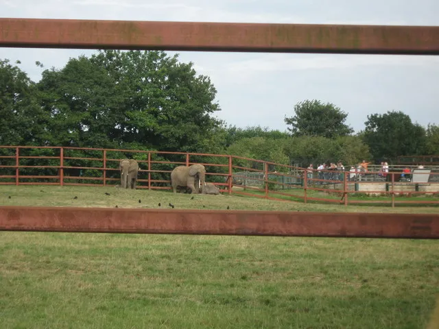Howletts Wild Animal Park