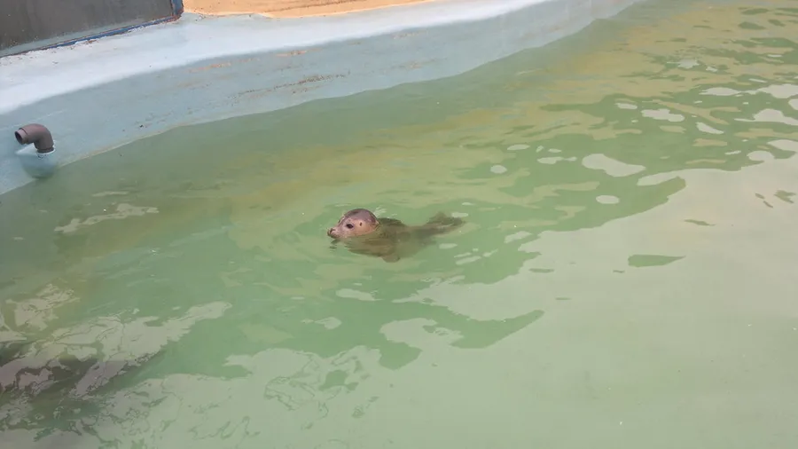 Hunstanton Sea Life Sanctuary