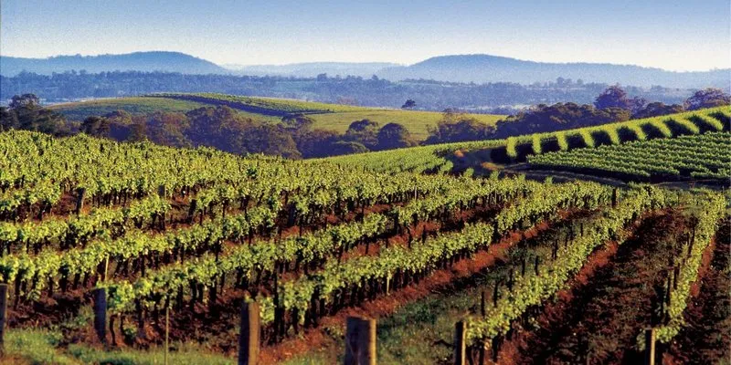 Hunter Valley Wine Region