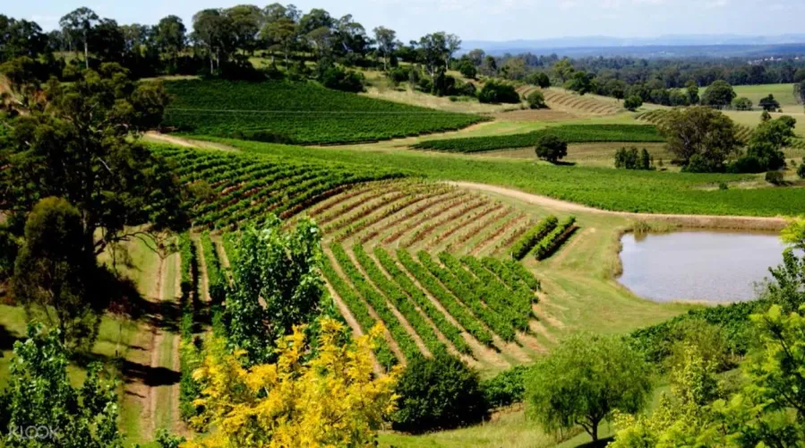 Hunter Valley Wine Tasting Tours