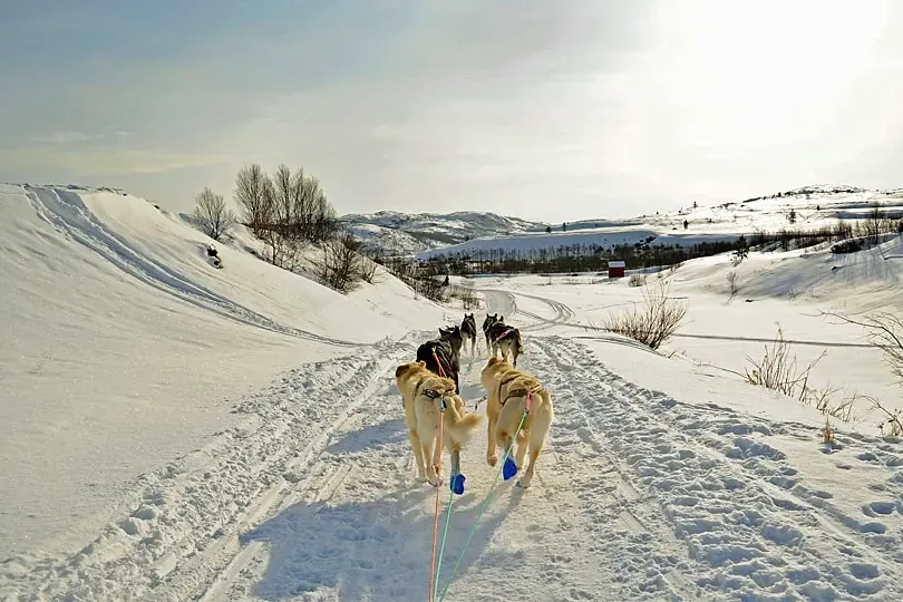 Husky Sledding Experience