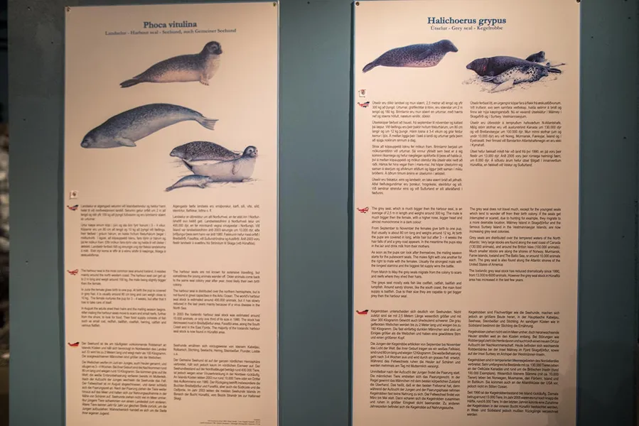 Icelandic Seal Center