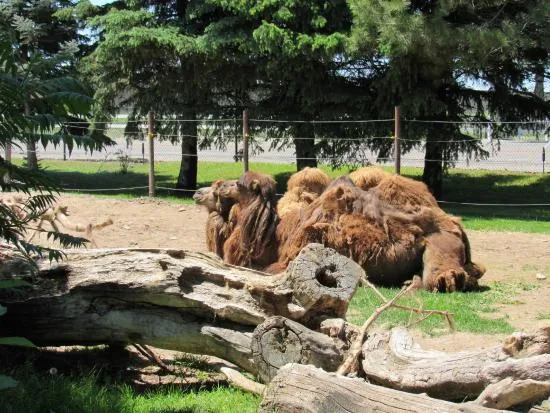 Idaho Falls Zoo at Tautphaus Park