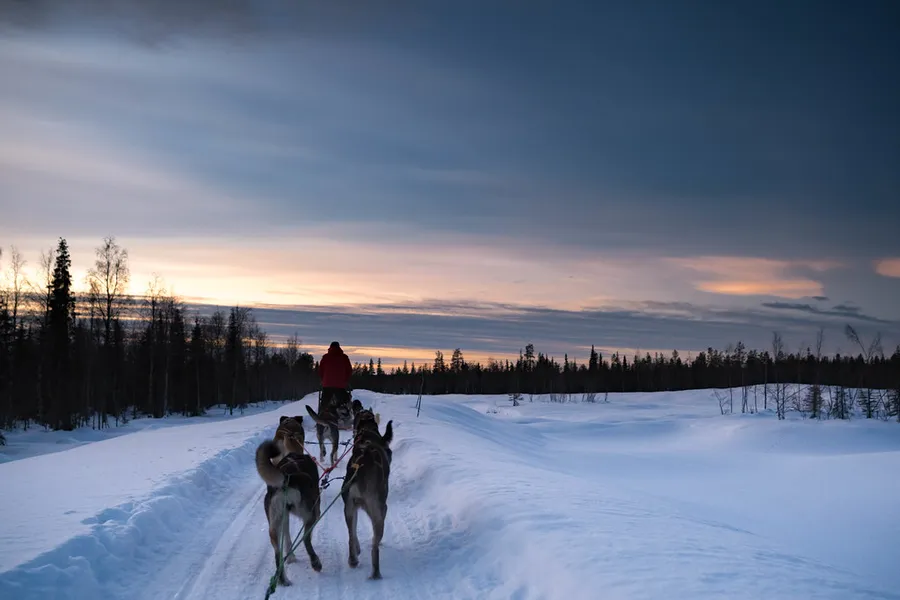 Ididaride Sled Dog Tours