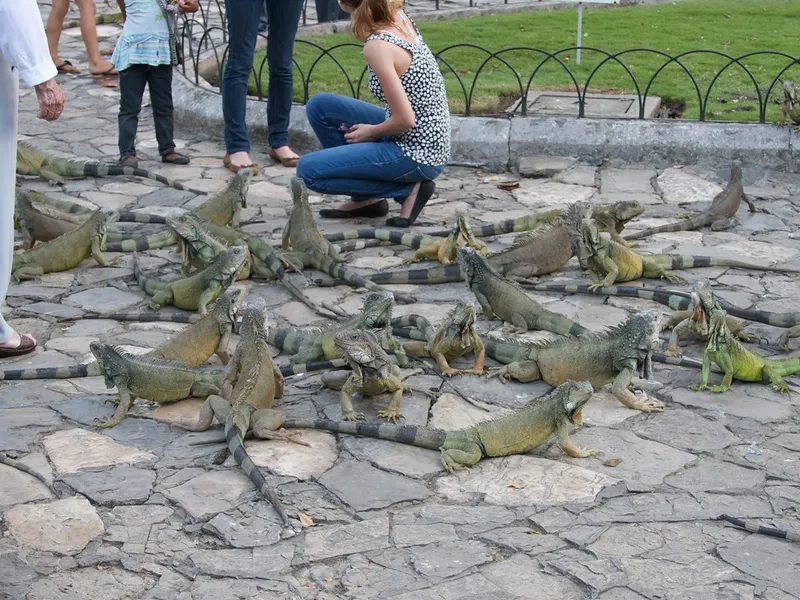 Iguana Park (Parque de las Iguanas)