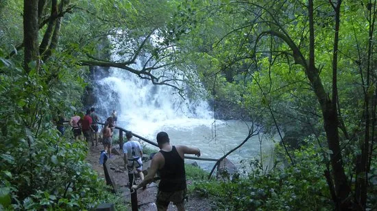 Iguazu Forest