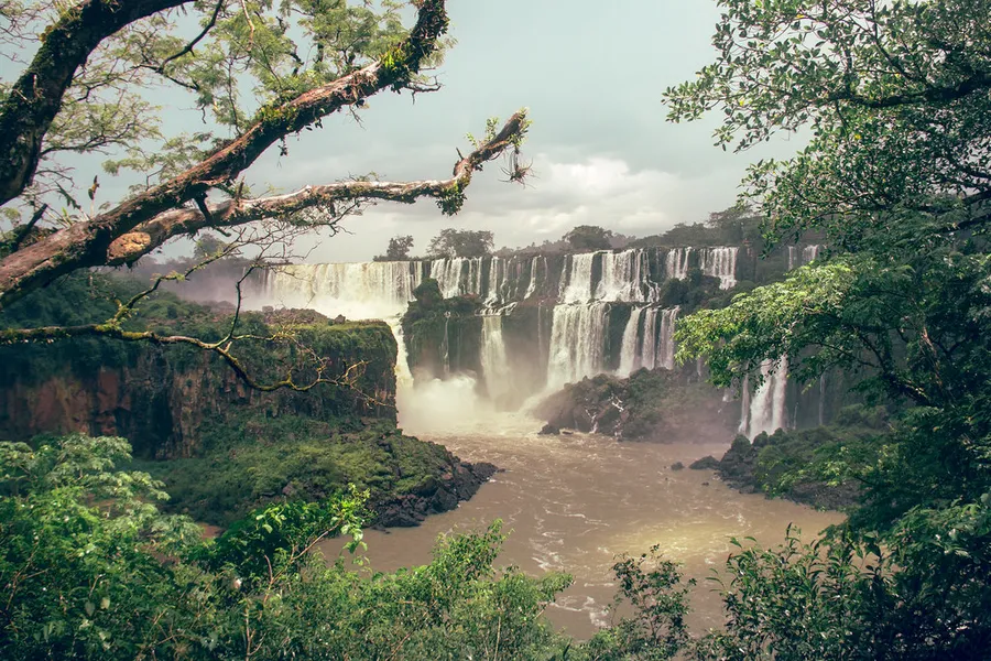 Imagenes de la Selva