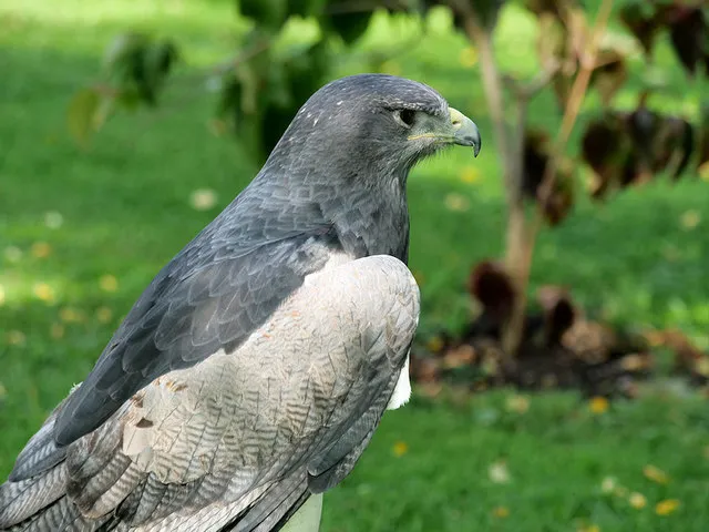 International Centre for Birds of Prey
