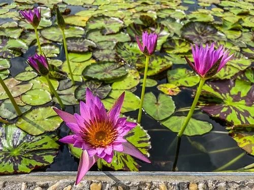 International Waterlily Collection