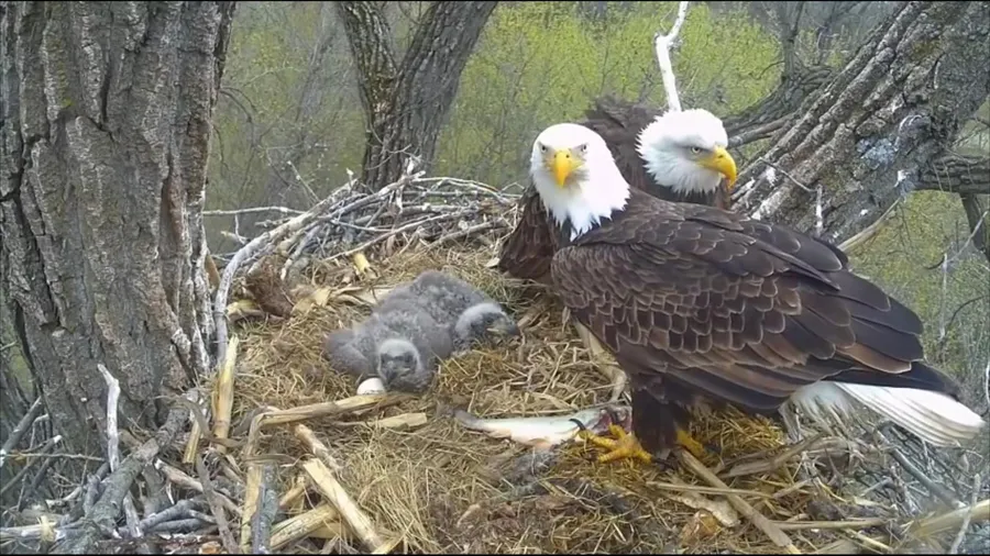 Iowa's Decorah Eagles
