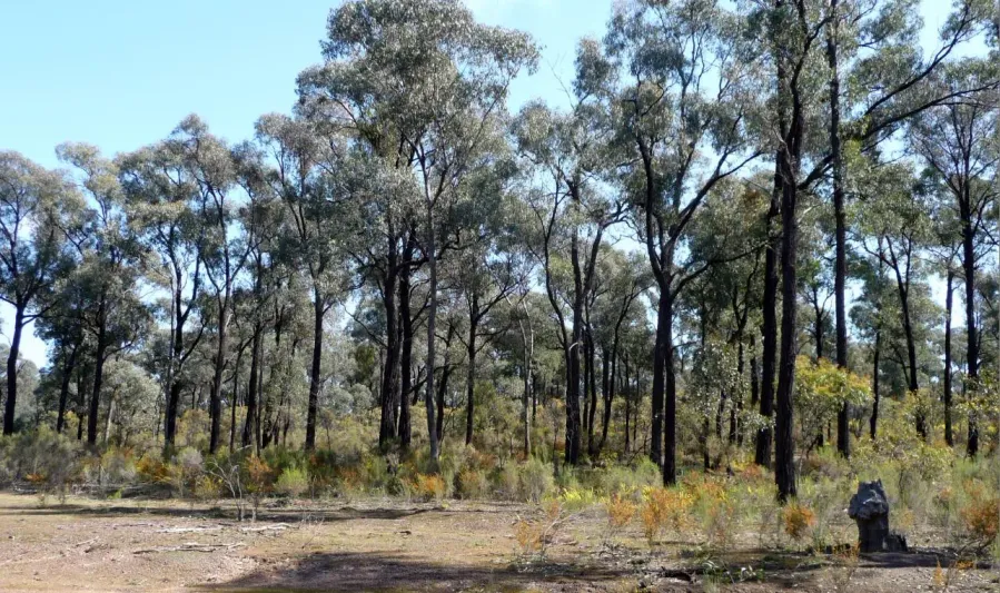 Ironbarks Flora Reserve