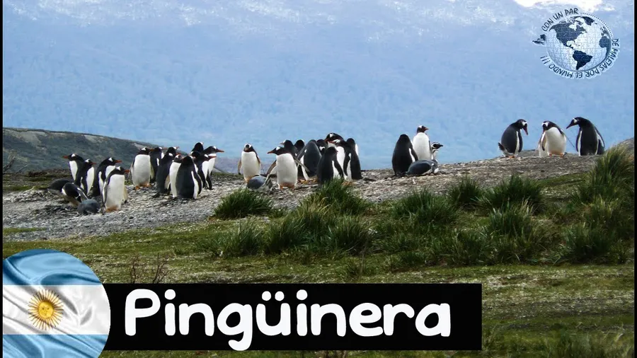 Isla Martillo (Penguin Island)