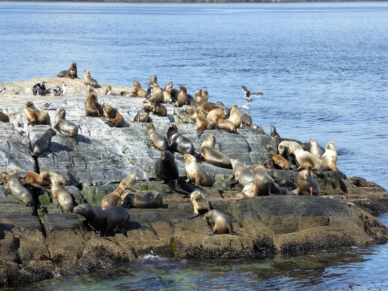 Isla de los Lobos